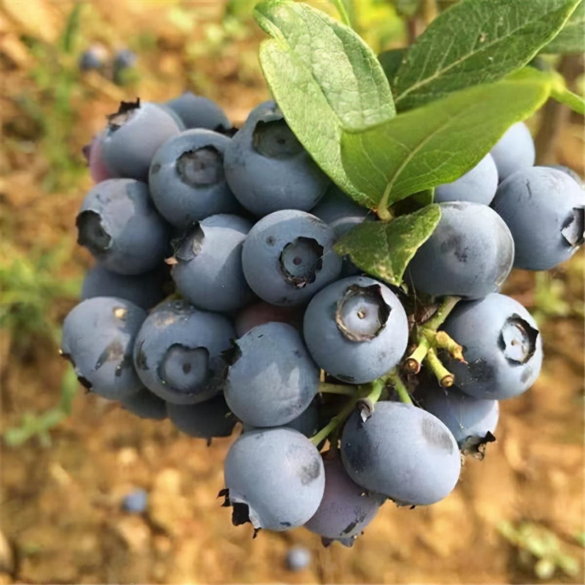 探寻蓝莓的价格，一文解析蓝莓价值
