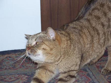 胖猫妈妈回应90多吨食物浪费事件，反思与行动
