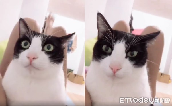 胖猫妈妈回应90多吨食物浪费事件，反思与行动