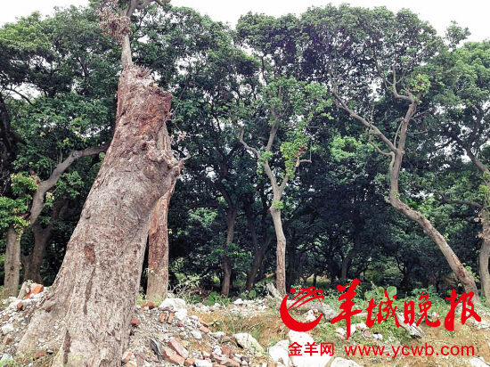 巴中一棵380年古树被砍，引发社会关注与深思