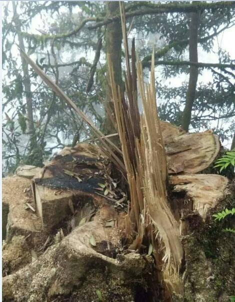 巴中一棵380年古树被砍，引发社会关注与深思