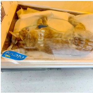 关于南大校猫的头骨被打碎事件的深度探讨