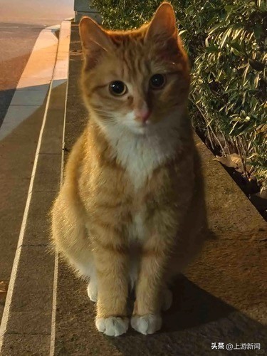 关于南大校猫的头骨被打碎事件的深度探讨