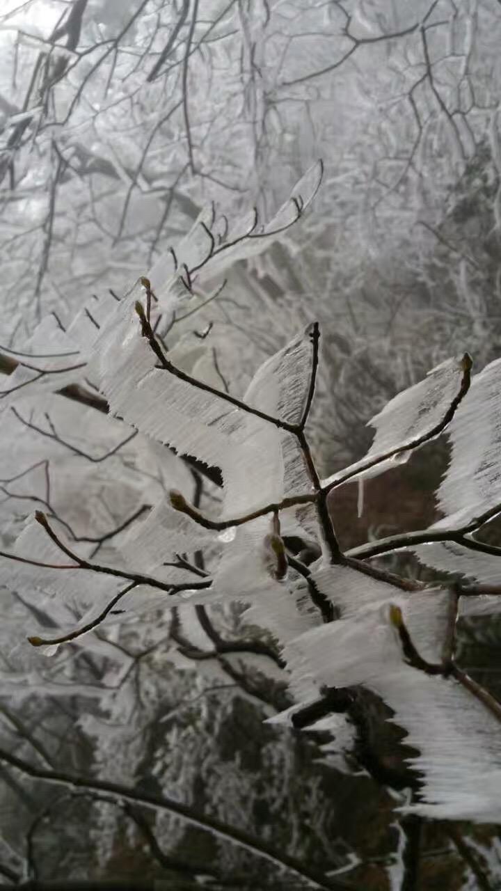 庐山雾凇简介，美丽的冰雪世界