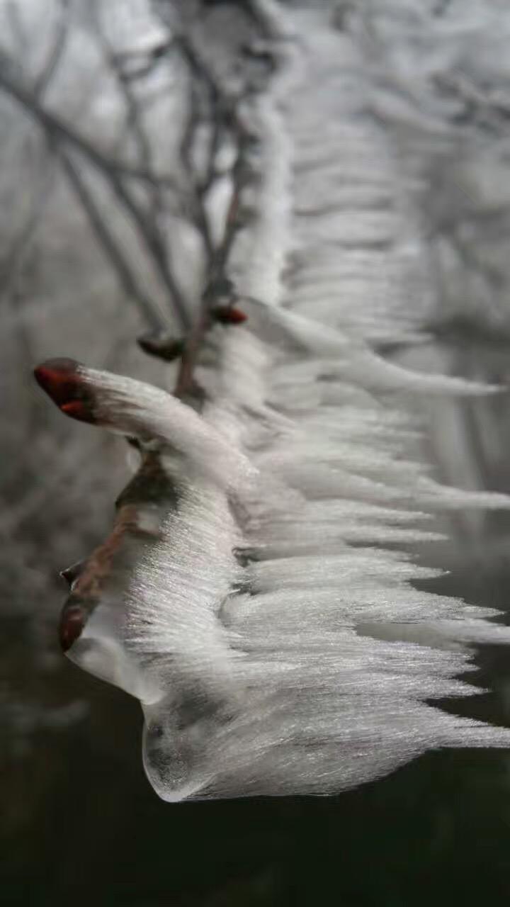 庐山雾凇简介，美丽的冰雪世界
