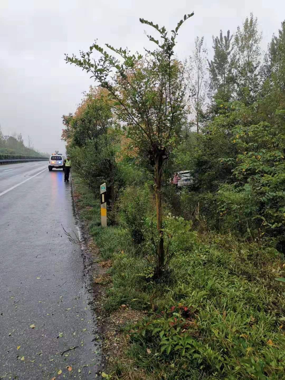 高速公路上的奇遇，一头猪的冒险之旅