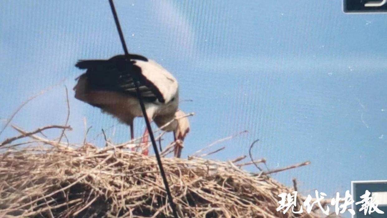 无人机误伤东方白鹳，悲剧背后的反思与启示