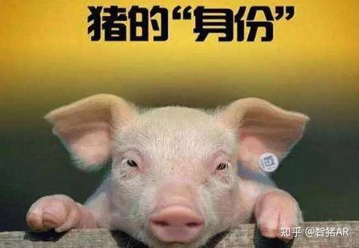 AI已经进化到能养猪了，科技与畜牧业的深度融合