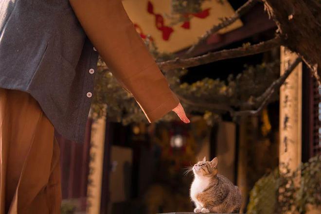 年轻人与猫，从盘猫到班级文化的独特融合