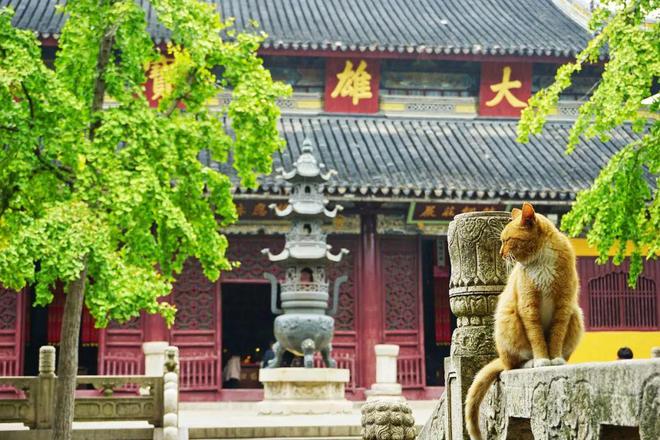 年轻人与猫，从盘猫到班级文化的独特融合