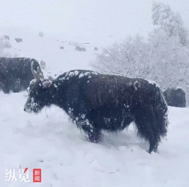 四川金川持续下雪致牦牛吃草困难，如何应对？