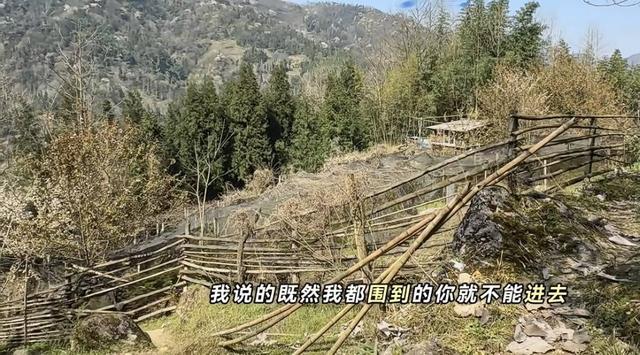 药材遭游客野蛮采摘破坏，保护行动刻不容缓！