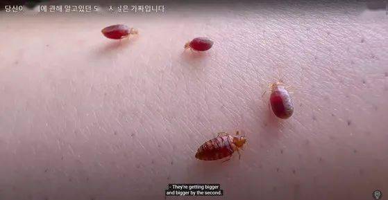 韩国今年首例蜱虫病，探究与解析