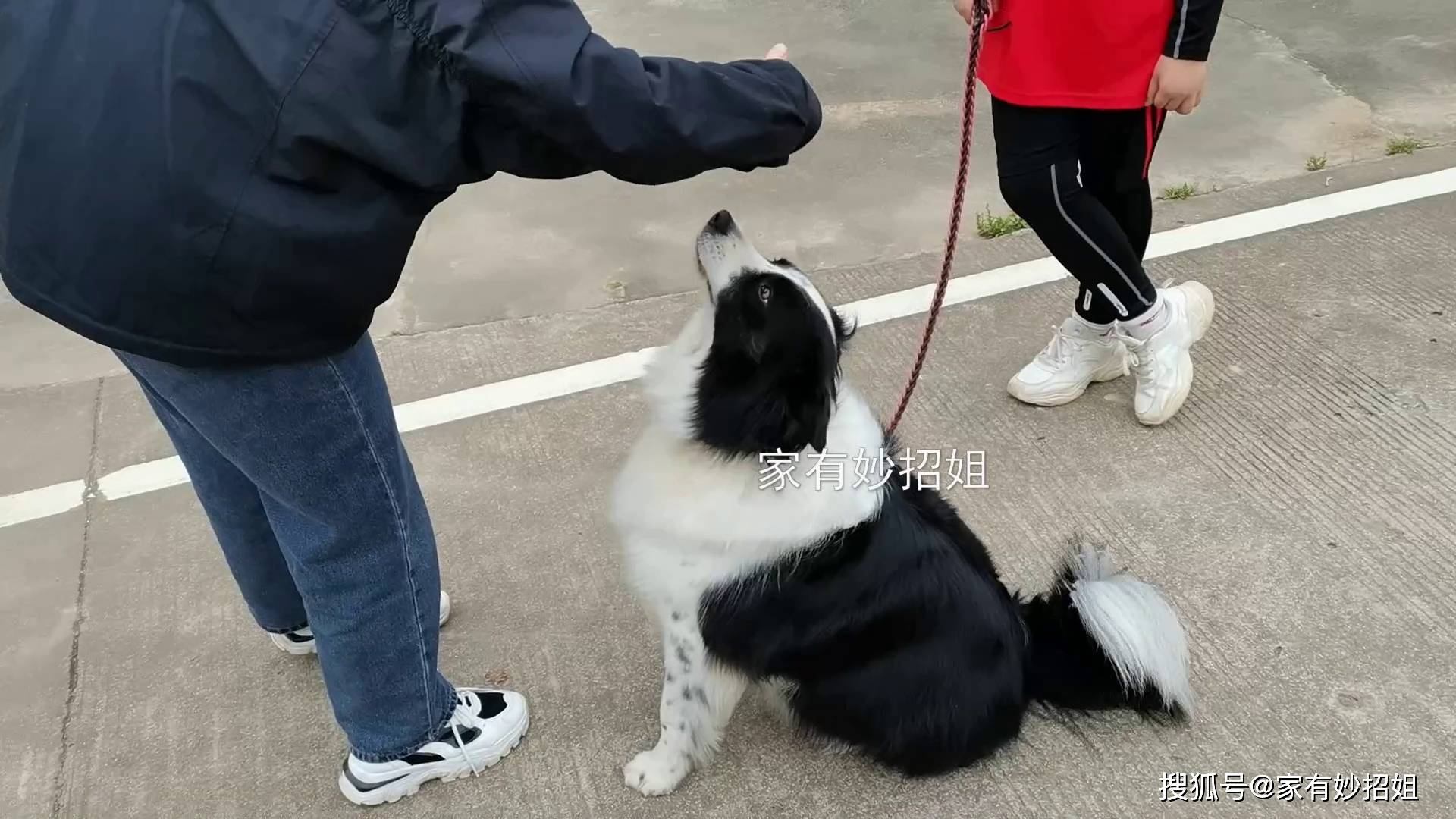 边境牧羊犬的激情与主人的守护之心