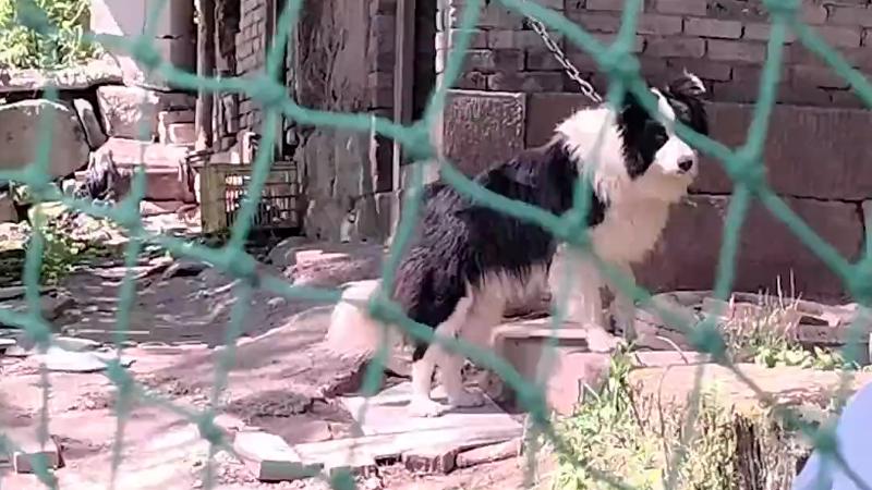 边境牧羊犬的激情与主人的守护之心