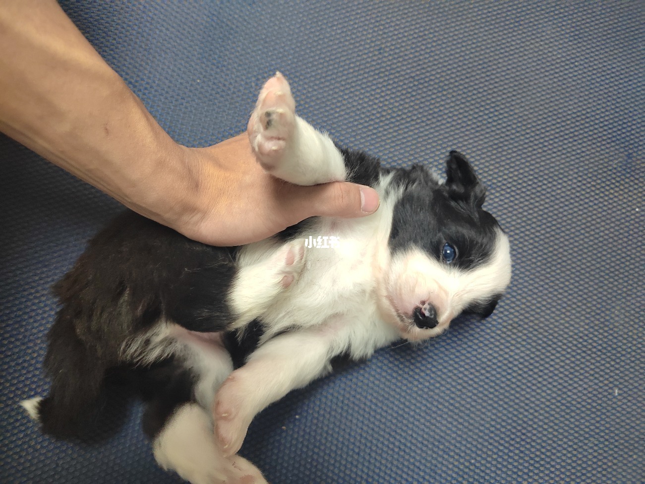 边境牧羊犬的激情与主人的守护之心