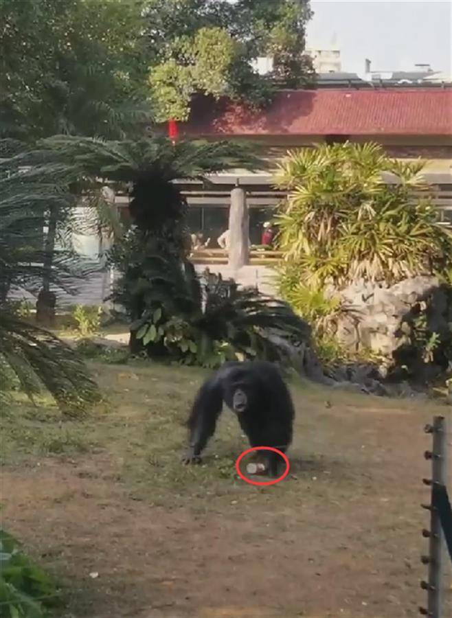 网红猩猩扔石块砸伤游客，动物园的回应与反思