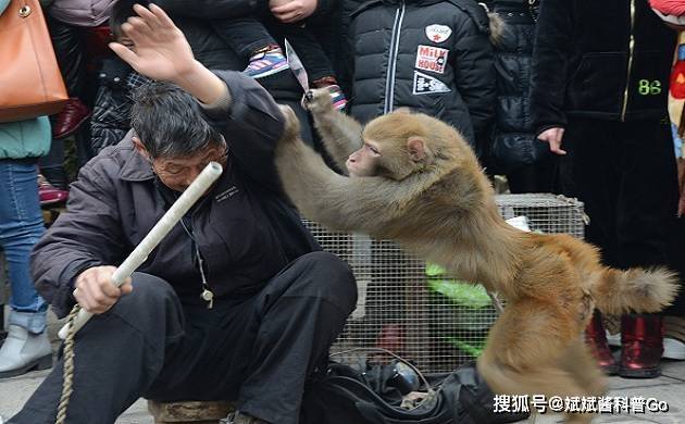 男子被猴子砸死事件，反思人与自然的和谐共生