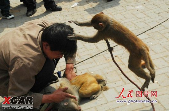 男子当街被猴子杀死事件深度解析