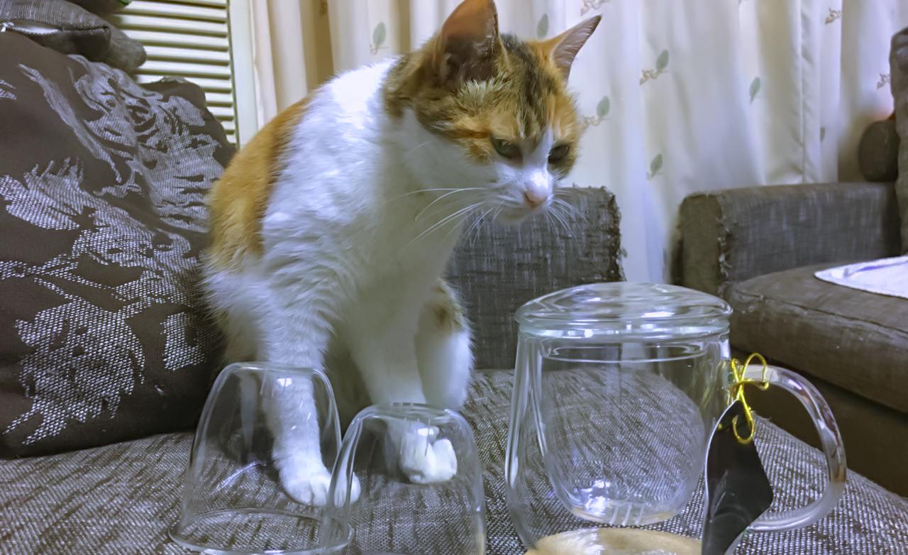 小猫悟空去世背后的疑点重重