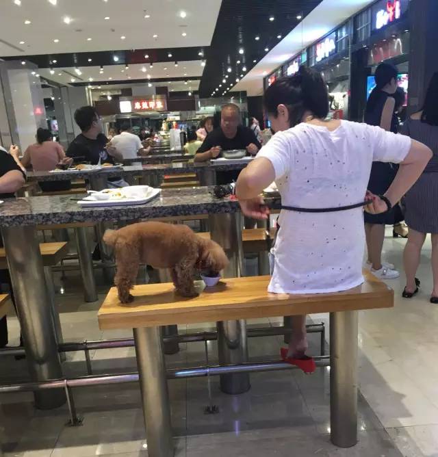 火锅店餐具给狗喂食，人与宠物的温情互动新风尚