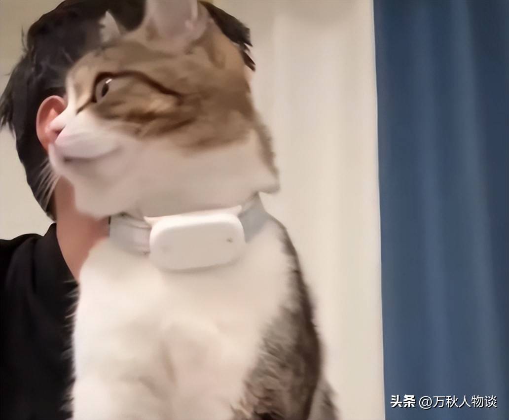 网红猫悟空死亡背后的真相揭秘