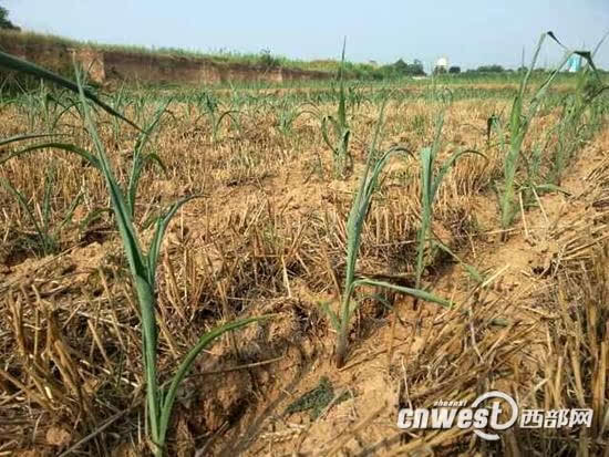 陕西气候是否干旱？解析与探讨