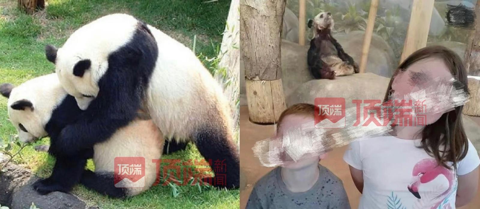 旅美大熊猫返华，跨越时空的团圆