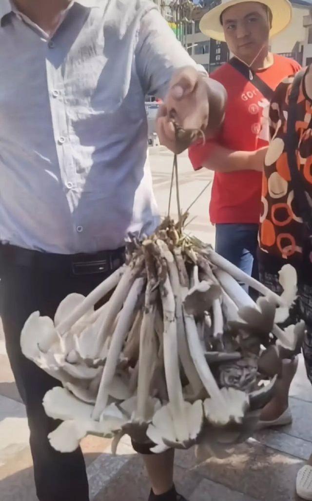 天价鸡枞，价值背后的故事与争议