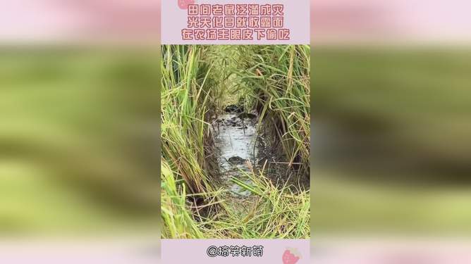 田间老鼠泛滥，如何应对与处理