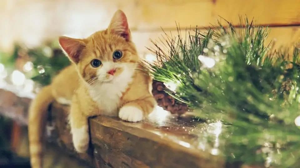 起猛了，养到能吃猫的花了