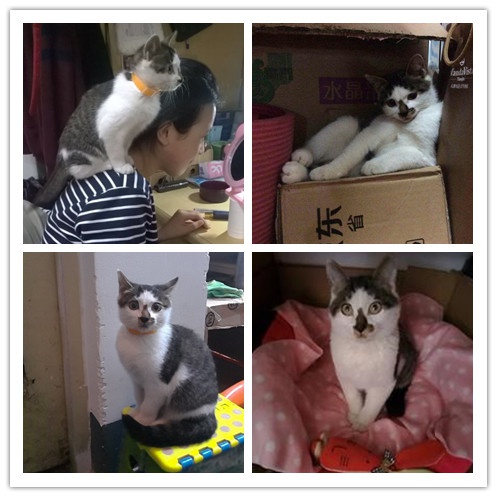 起猛了，养到能吃猫的花了