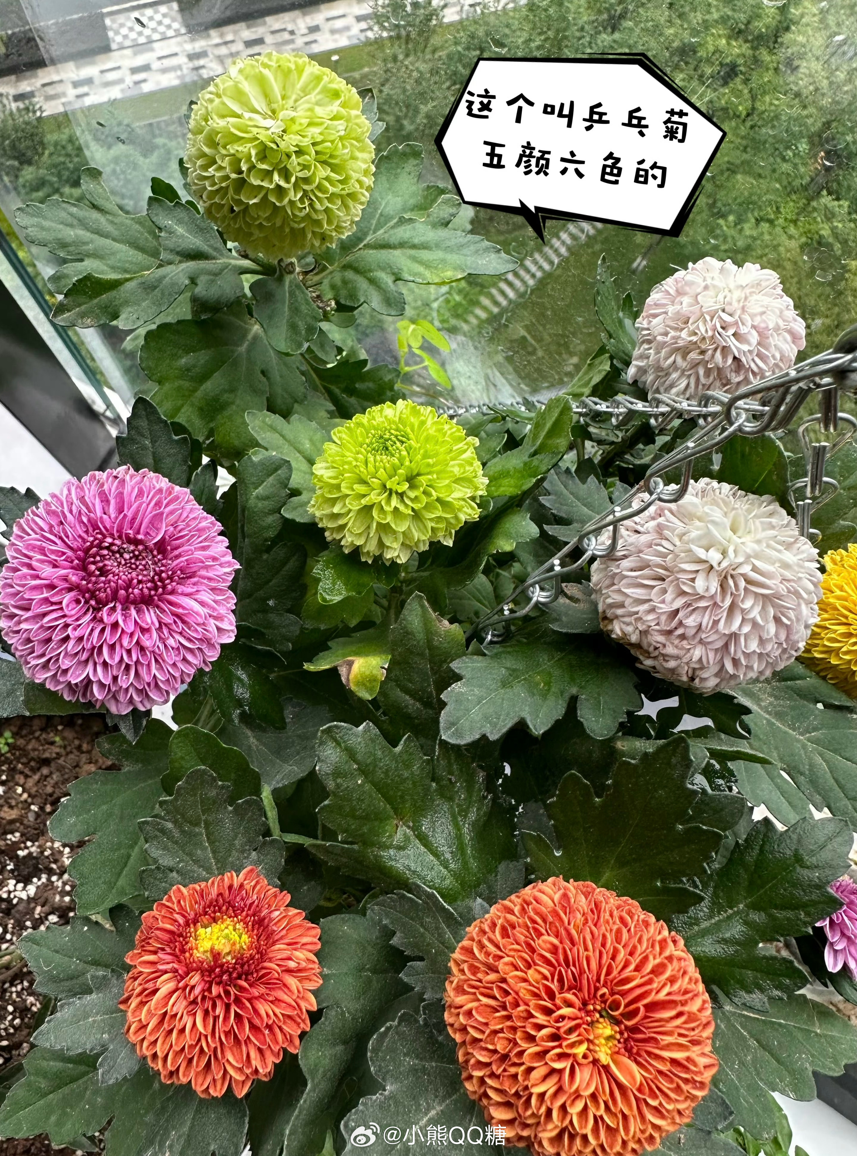 我养的花是开给天庭的人看的