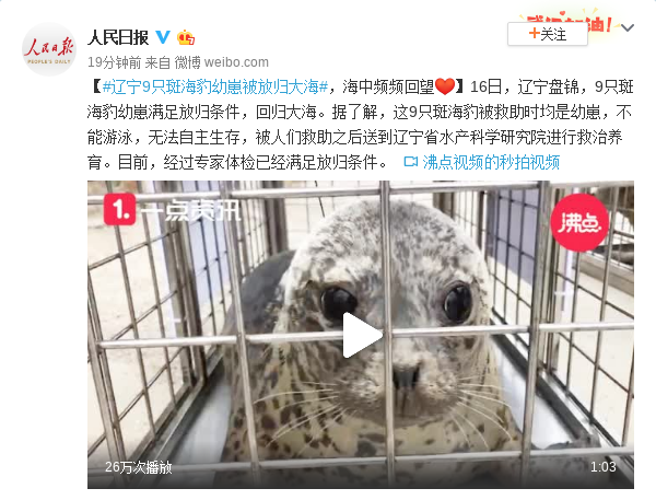 九只斑海豹的重生之旅，重返大海的怀抱