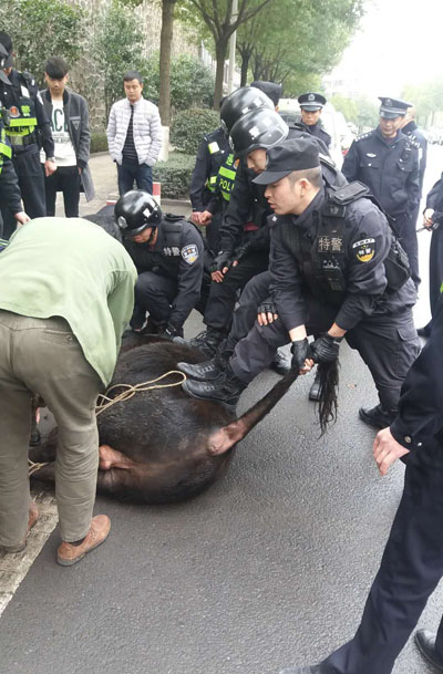 疯牛乱窜撞行人被毙的视频，事件反思与社会安全教育