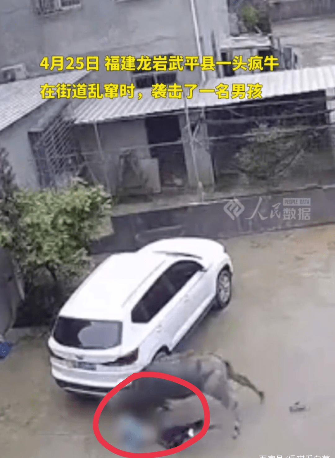 疯狂牛撞车事件，惊魂一刻的背后故事