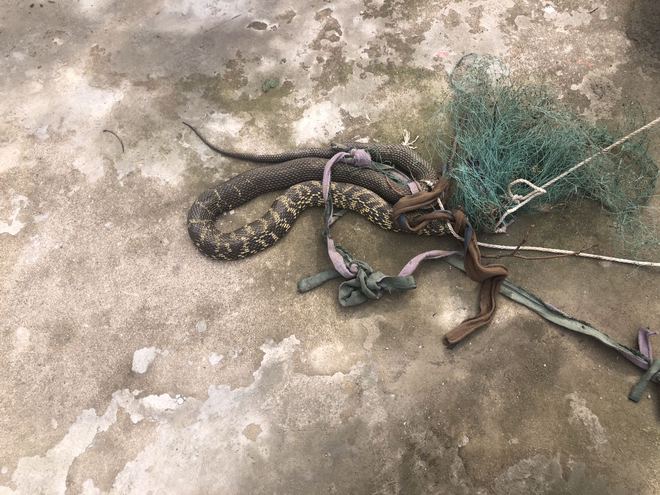 小区惊现2米滑鼠蛇，一次不寻常的偶遇