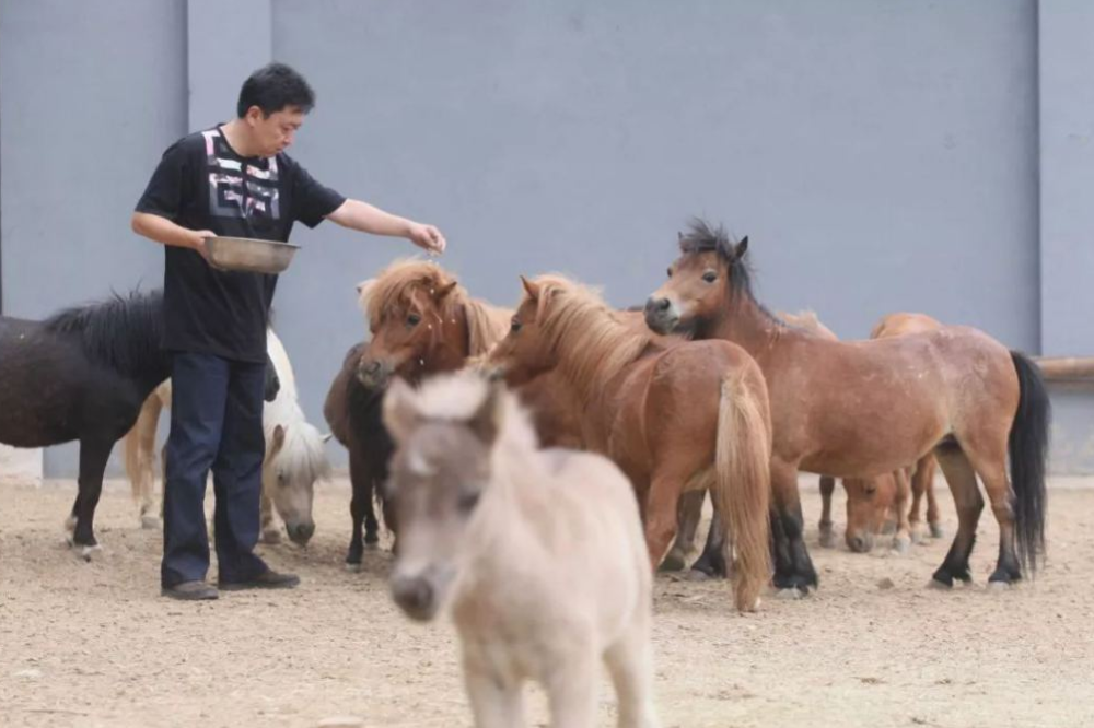 于谦的动物园，马群百匹，乐趣无穷