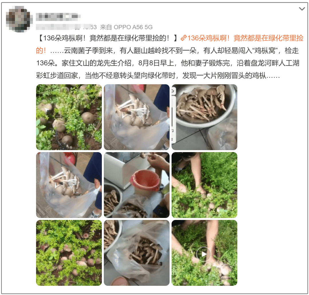 吃菌子前喊免责声明