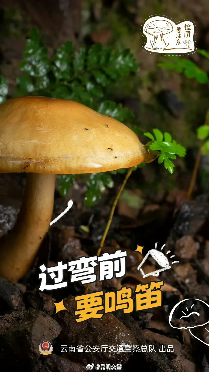 吃菌子前喊免责声明