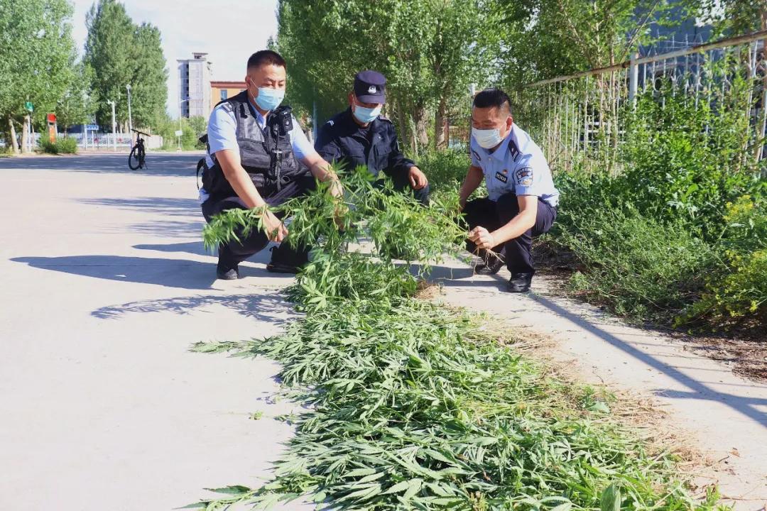 小孩哥意外发现野生大麻，揭开神秘面纱下的真相