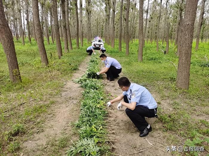 小孩哥意外发现野生大麻，揭开神秘面纱下的真相