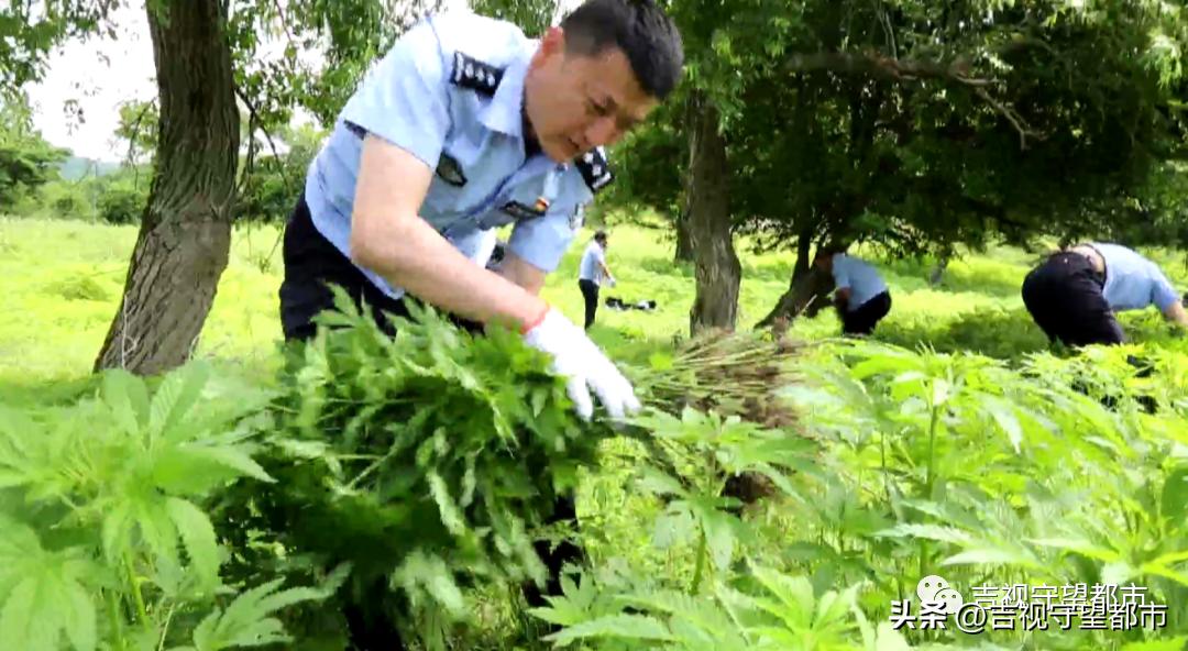 小孩哥意外发现野生大麻，揭开神秘面纱下的真相