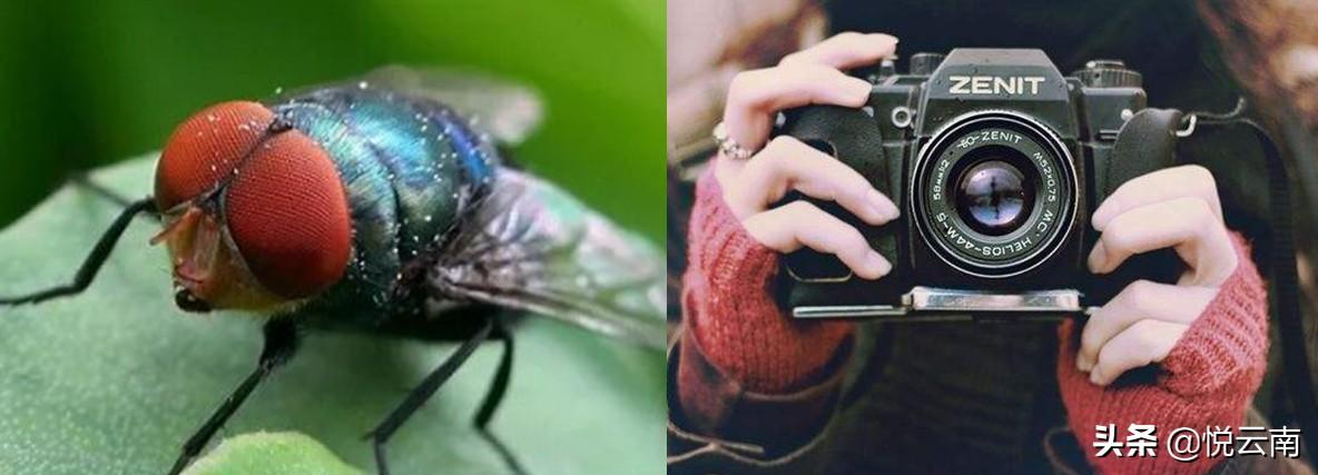 蚊子的仿生发明，探索自然之智慧
