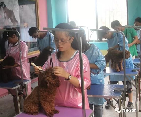 开设宠物学的大学，探索新时代下的教育模式创新