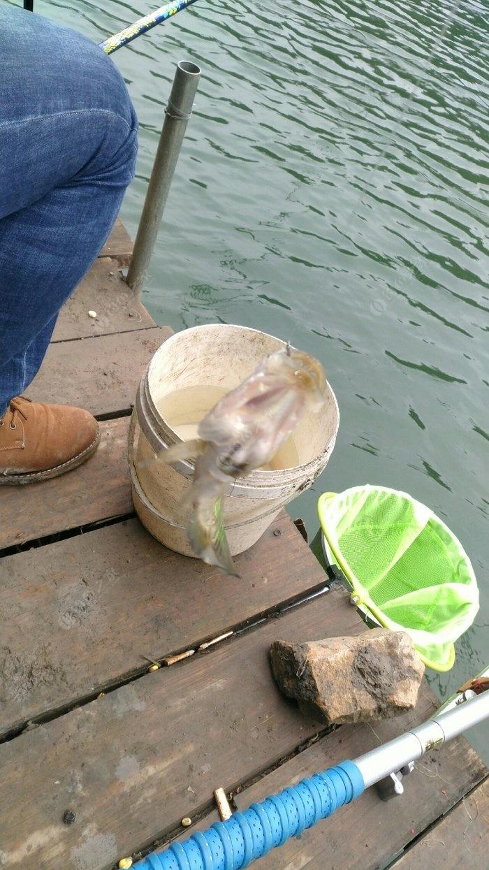 垂钓石斑鱼的乐趣与挑战