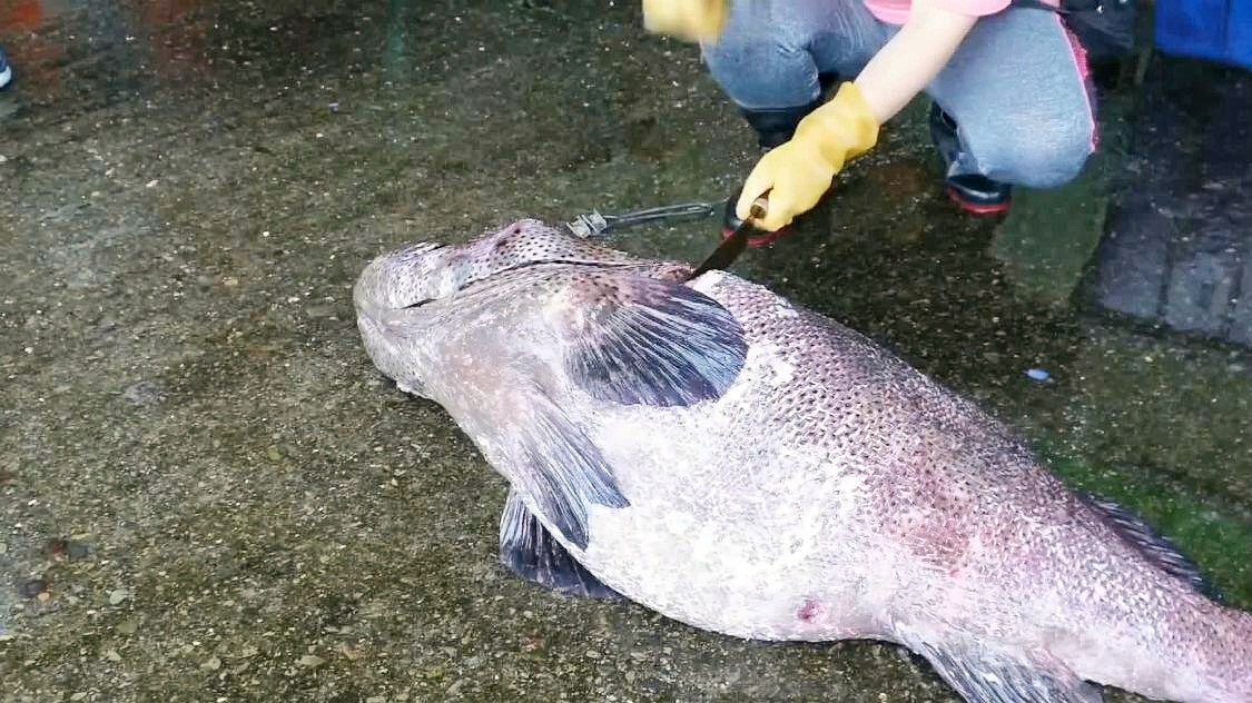 雨中垂钓巨获，男子钓上72斤石斑鱼并成功以3000元卖出