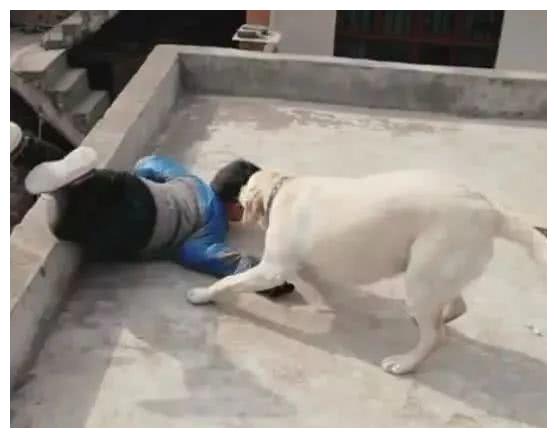 关于狗咬了人3个月没事是不是安全的探讨