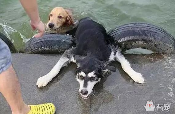 狗被水淹的紧急救援与应对