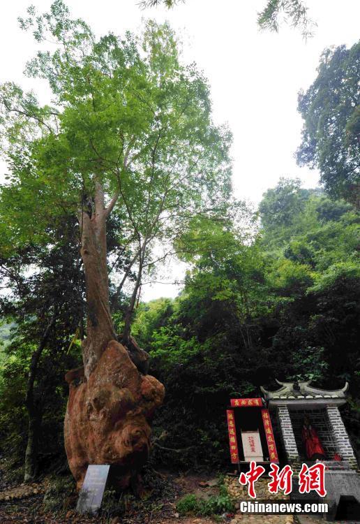 福建公园天价树遭遇生死劫，多棵死亡引发社会关注